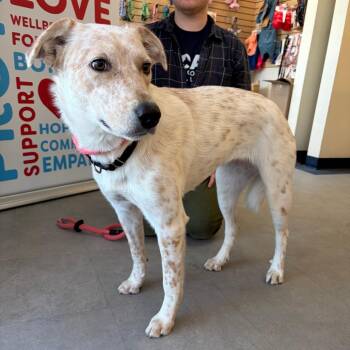 Cattle Dog and Mixed Breed Dogs Available for Adoption in Morristown, Vermont - Sunshine | PetCurious
