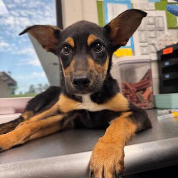 The Claw -  Mixed Breed Dog for Adoption in Columbiana, Alabama - The Claw | PetCurious