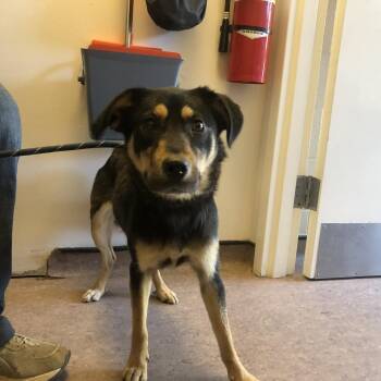 Juliana -  Mixed Breed Dog for Adoption in Brentwood, Missouri - Juliana | PetCurious