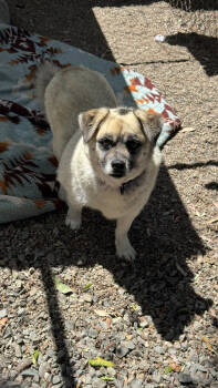Rescue Pug and Tibetan Spaniel Dogs for Adoption in Ontario, California - Olive | PetCurious