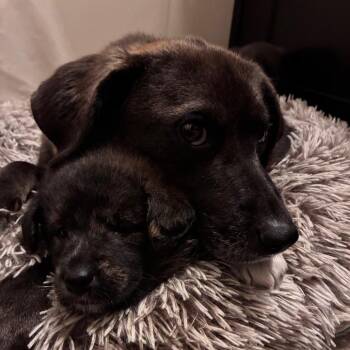 Dezzy (Desi) -  Mixed Breed Dog for Adoption in Clavet, Saskatchewan - Dezzy (Desi) | PetCurious