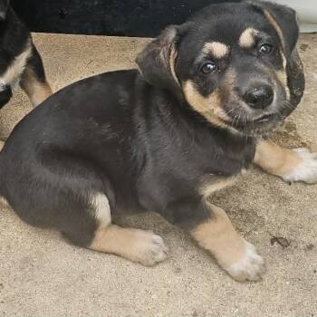 Shepherd Dogs Available for Adoption in Seguin, Texas - Bluey | PetCurious