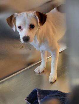 Chihuahua and Terrier Dogs Available for Adoption - Pen 214c Wanda | PetCurious