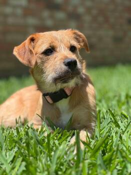 Hazel -  Terrier Dog for Adoption in Colleyville, Texas - Hazel | PetCurious