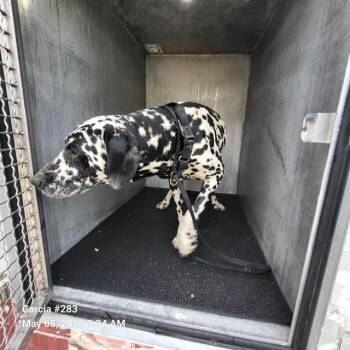 Dalmatian Dogs Available for Adoption in San Antonio, Texas - BABYGIRL | PetCurious