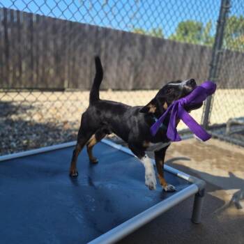 Lancelot -  Mixed Breed Dog for Adoption in Woodstock, Illinois - Lancelot | PetCurious