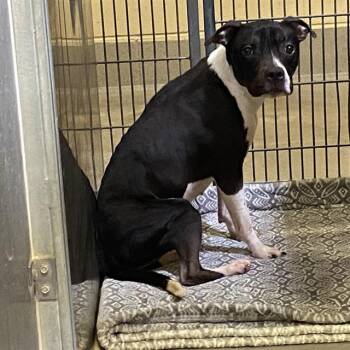 Rescue Pit Bull Terrier and Mixed Breed Dogs for Adoption in Modesto, California - JEWEL | PetCurious