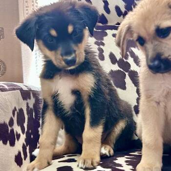Pastrami -  Mixed Breed Dog for Adoption in Buffalo, Minnesota - Pastrami | PetCurious