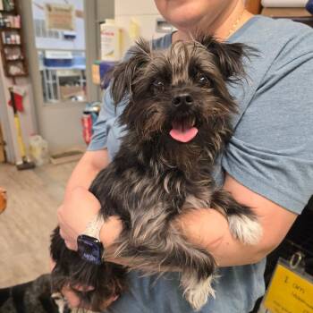 Maltese and Poodle Dogs Available for Adoption - Shaggy | PetCurious