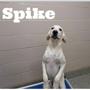 Spike -  Labrador Retriever Dog for Adoption in Williston, Vermont - Spike | PetCurious