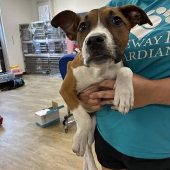 Tota -  English Shepherd Dog for Adoption in East St. Louis, Illinois - Tota | PetCurious