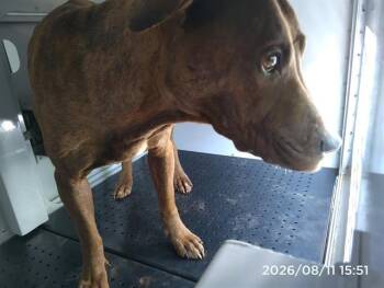 PRINCESS -  Pit Bull Terrier Dog for Adoption in Charlotte, North Carolina - PRINCESS | PetCurious