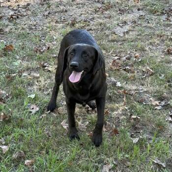 Rescue Black Labrador Retriever Dogs for Adoption in Spring, Texas - JJ | PetCurious