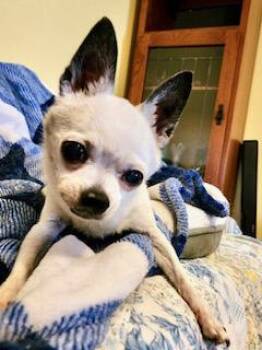 Rescue Chihuahua Dogs for Adoption in Ladson, South Carolina - Phantom | PetCurious