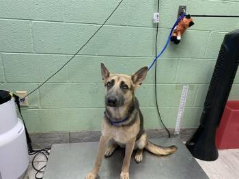 ANDROMEDA -  German Shepherd Dog and Mixed Breed Dog for Adoption in Grand Prairie, Texas - ANDROMEDA | PetCurious