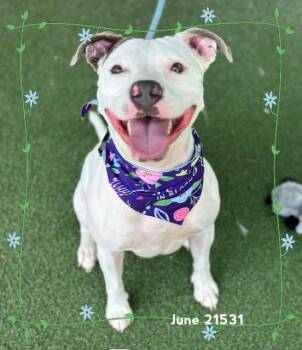 JUNE -  Pit Bull Terrier Dog for Adoption in Marietta, Georgia - JUNE | PetCurious