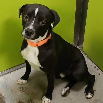 Rescue Mixed Breed Dogs for Adoption in Spokane, Washington - Jack | PetCurious