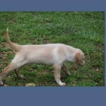 Phish Food -  Australian Shepherd and Mixed Breed Dog for Adoption in Jersey City, New Jersey - Phish Food | PetCurious