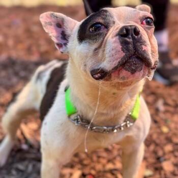 Rescue French Bulldog Dogs for Adoption in Springboro, Ohio - Augie | PetCurious