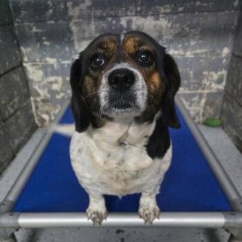 Mixed Breed Dogs Available for Adoption - Gucci | PetCurious