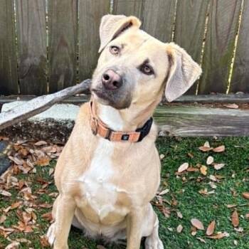 IRIS - FOSTER OR ADOPTER NEEDED -  Australian Cattle Dog Blue Heeler Dog for Adoption in Largo, Florida - IRIS - FOSTER OR ADOPTER NEEDED | PetCurious