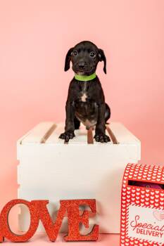 Pit Bull Terrier Dogs Available for Adoption - 92-26 | PetCurious