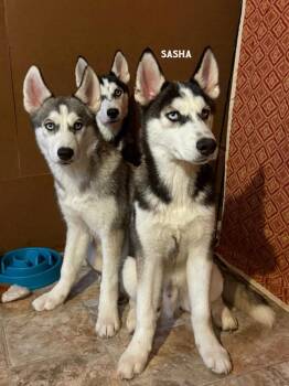 Husky Dogs Available for Adoption in Libertyville, Illinois - Sasha | PetCurious