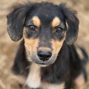 Archie -  Australian Shepherd Dog for Adoption in Anderson, South Carolina - Archie | PetCurious