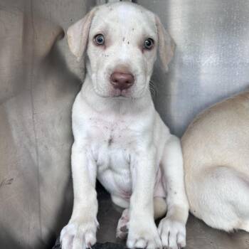 Wolfie -  Labrador Retriever and Mixed Breed Dog for Adoption in Edinburg, Texas - Wolfie | PetCurious