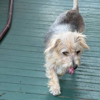 Mixed Breed Dogs Available for Adoption - Rusty | PetCurious