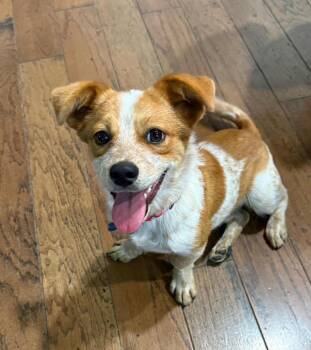 Australian Cattle Dog Blue Heeler and Dachshund Dogs Available for Adoption in North Richland Hills, Texas - Chili | PetCurious
