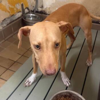 Penny -  Pit Bull Terrier Dog for Adoption in Birmingham, Alabama - Penny | PetCurious