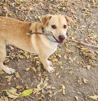 Rescue Labrador Retriever and Shar Pei Dogs for Adoption in Santa Rosa, California - Scarlet | PetCurious