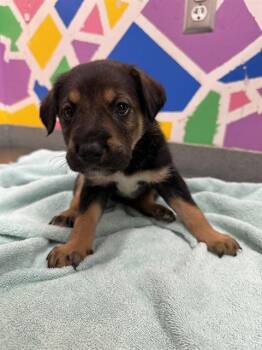 STARLORD -  German Shepherd Dog Dog for Adoption in Baytown, Texas - STARLORD | PetCurious