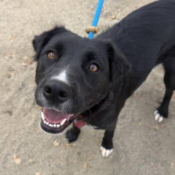 Clara -  Labrador Retriever and Shepherd Dog for Adoption in San Diego, California - Clara | PetCurious