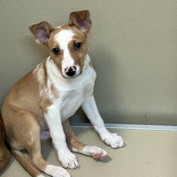 Max -  Cattle Dog Dog for Adoption in Durango, Colorado - Max | PetCurious