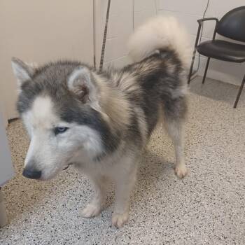 Alaskan Malamute Dogs Available for Adoption in Hattiesburg, Mississippi - Blitz | PetCurious