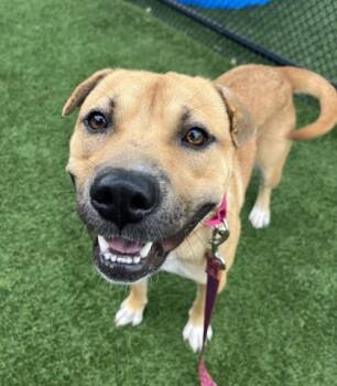 Rescue Mixed Breed Dogs for Adoption in Kansas City, Missouri - Brioche | PetCurious