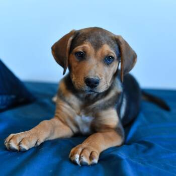 Edgar -  Shepherd Dog for Adoption in Fort Collins, Colorado - Edgar | PetCurious