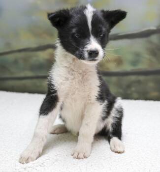 Aussie Puppies -- Edwin -  Australian Shepherd Dog for Adoption in Casa Grande, Arizona - Aussie Puppies -- Edwin | PetCurious