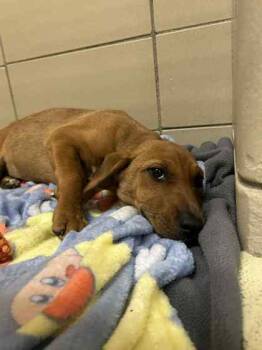 Rescue Mixed Breed Dogs for Adoption in Munster, Indiana - Belinda | PetCurious