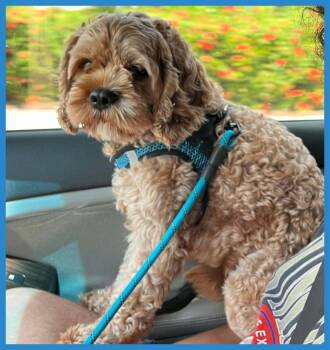 Loki -  Cavapoo Dog for Adoption in North Fort Myers, Florida - Loki | PetCurious