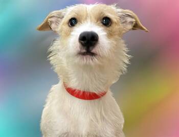 NANCY -  Labrador Retriever and Mixed Breed Dog for Adoption in Fort Lauderdale, Florida - NANCY | PetCurious