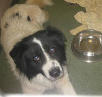 OREO -  Mixed Breed Dog for Adoption in Santa Fe, New Mexico - OREO | PetCurious