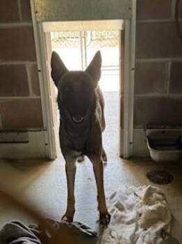 Belgian Shepherd Malinois and Mixed Breed Dogs Available for Adoption in Savannah, Georgia - DIANE | PetCurious