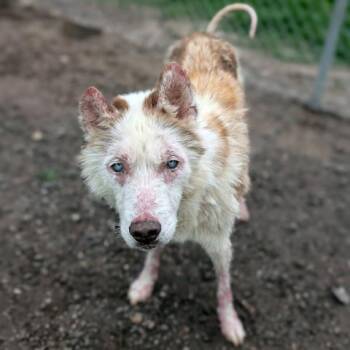 SHILOH -  Siberian Husky and Mixed Breed Dog for Adoption in Conroe, Texas - SHILOH | PetCurious