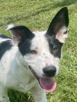 Bowie -  Australian Cattle Dog Blue Heeler Dog for Adoption in Glasgow, Kentucky - Bowie | PetCurious