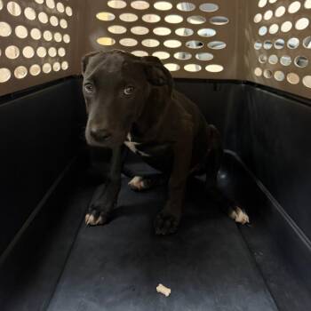 Billie -  Labrador Retriever Dog for Adoption in Birmingham, Alabama - Billie | PetCurious
