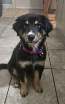 Bean #5280 -  Australian Shepherd Dog for Adoption in Ontario, California - Bean #5280 | PetCurious