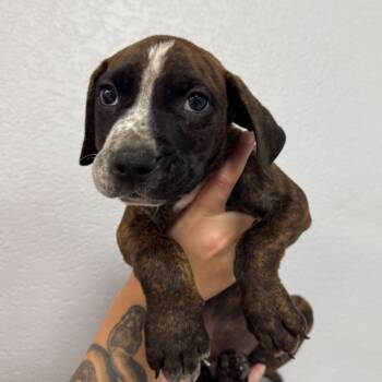 Goliath -  Mixed Breed Dog for Adoption in Waco, Texas - Goliath | PetCurious